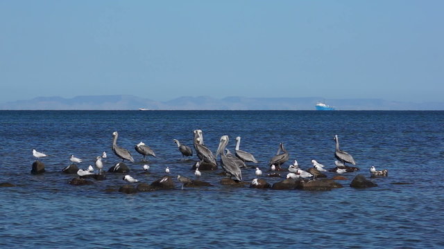 Pelicans and Seagulls Sharing a Rock Outcrop on the Ocean