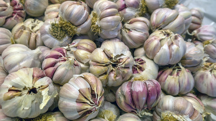 Aglio d Trapani (Allium Sativum)