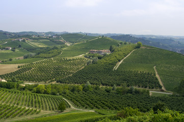 Fototapeta premium Hills with vineyards in Italy