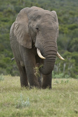 Fototapeta na wymiar Elephant i zielona trawa