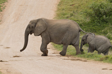 Elephant crossing