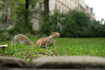 Squirrel on green grass