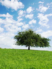 Fototapeta premium einsamer Baum 24, Apfelbaum im Sommer