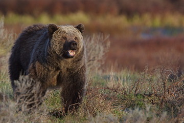 Fototapeta premium Grizzly Bear showing teeth, Yellowstone National Park