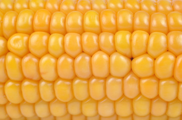 corn closeup