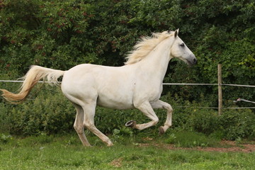 Fototapeta premium Schimmel im Galopp