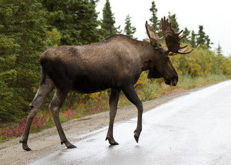 bull moose - alaska