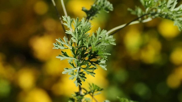 Wermut,Artemisia absinthum