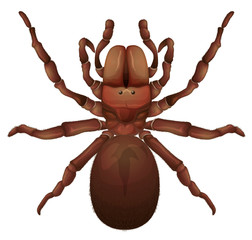 Australian funnel-web spider
