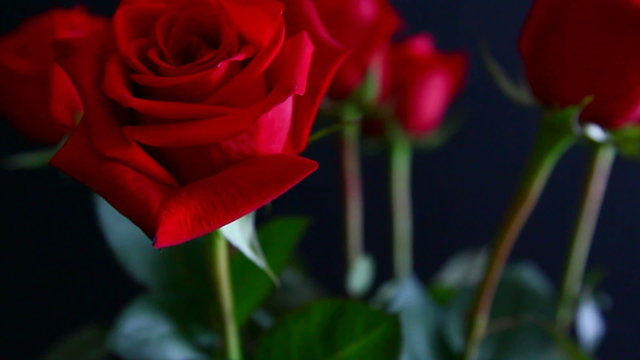 close-up view on red rose, tilt