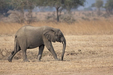 Fototapeta premium Wild Elephant