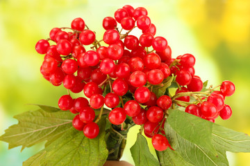 branch of ripe viburnum on bright green background close-up
