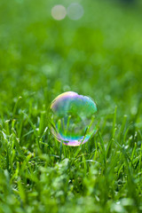 colorful water bubble on the green grass