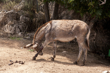 Donkey in Chains