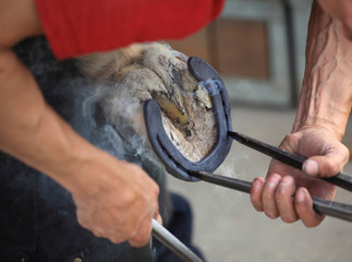 laying a horseshoe