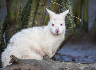 Obraz premium Close up of an Albino Wallaby