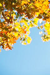 Obraz premium Maple leaves over the blue sky