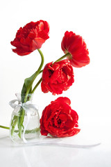Scarlet tulips in a vase with silver ribbon