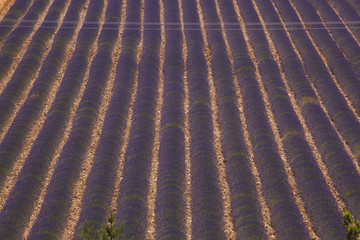 Lavender fields on the border of Drome.