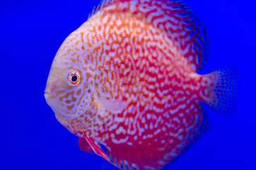 Red Symphysodon Discus in blue