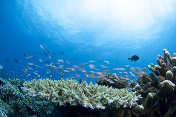 Fototapeta na wymiar Stado małych ryb i koralowców i niebieskim morzu