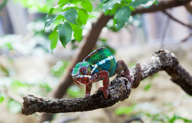 Chameleon (lat. Chamaeleonidae) sits on a branch