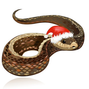 Beautiful snake in santa hat