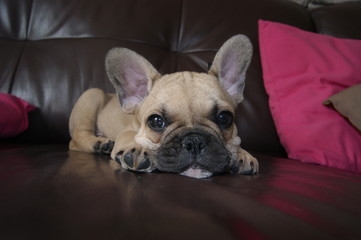 Mon bouledogue fran&ccedil;ais se repose