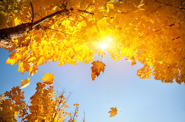 Yellow leaf fall