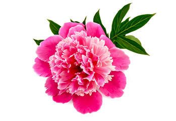 Peony pink