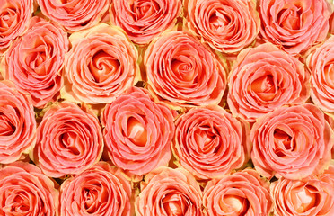 creative rose background