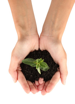 woman's hands holding a plant growing out of the ground,