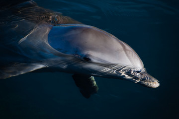 Deep blue Dolphin