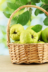 sweet quinces with leaves in basket, on green background