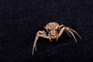 Spider on Black velvet