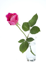 pink rose bud in vase