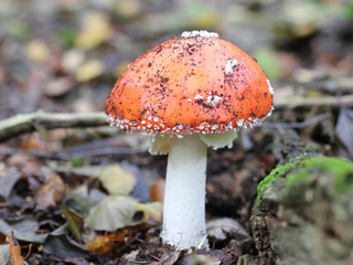 Fliegenpilz im Reinhardswald