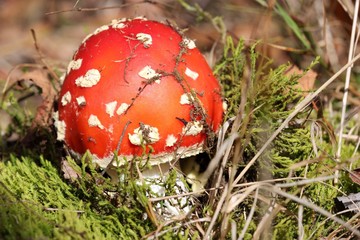 Fliegenpilz im Kellerwald