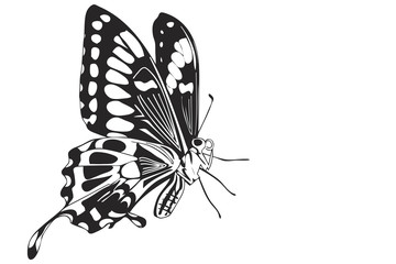 Stylized butterfly