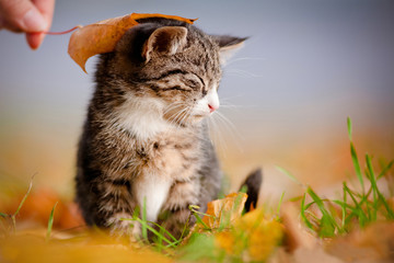 adorable tabby kitten under an autumn leaf