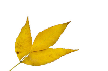 Leaf isolated on white background