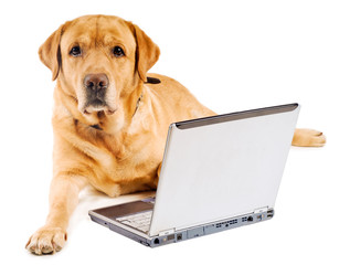 labrador working on laptop - 46007170