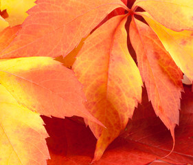 Fallen Autumn Leaves