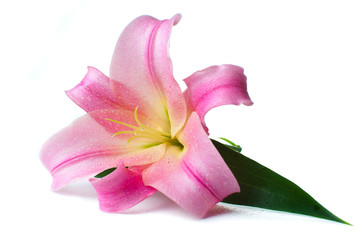 pink lily with water drops isolated