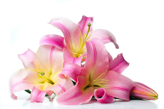 bouquet of pink lilies isolated