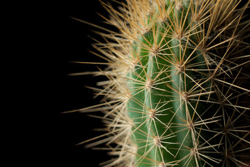Cactus on a dark background