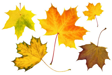 Bunte Herbstblätter