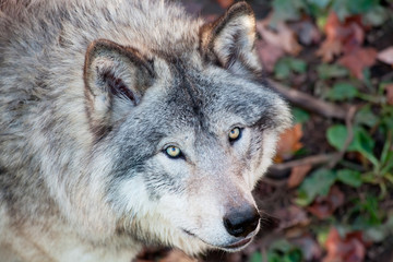 Fototapeta premium Gray Wolf Closeup