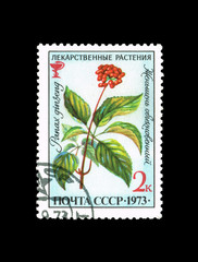 Fototapeta na wymiar USSR pokazuje zioła. Ginseng zwyczajne, circa 1973