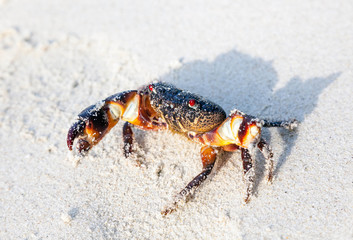Crab on the sand